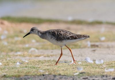 Ruff (Calidris Pugnax)