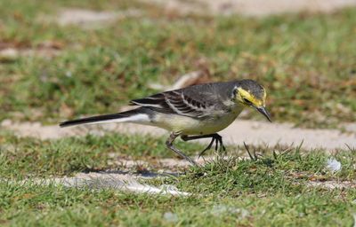 Citrine Wagtail (Motacilla citreola)