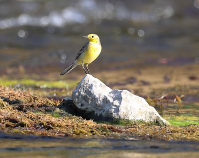Citrine Wagtail (Motacilla citreola)