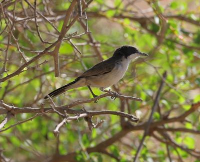 Eastern Orphean Warbler (Sylvia crassirostris)