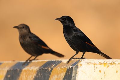 Tristams Starling (Onychognathus tristramii)