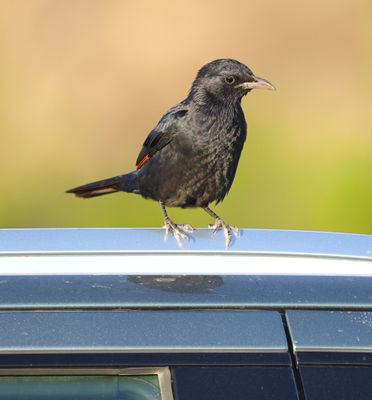 Tristams Starling (Onychognathus tristramii)