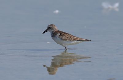 Little Stint (Calidris minuta)