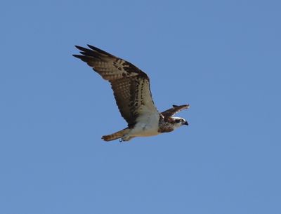 Osprey (Pandion haliaetus)