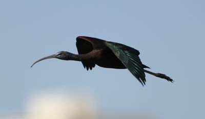 Glossy Ibis (Plegadis falcinellus)