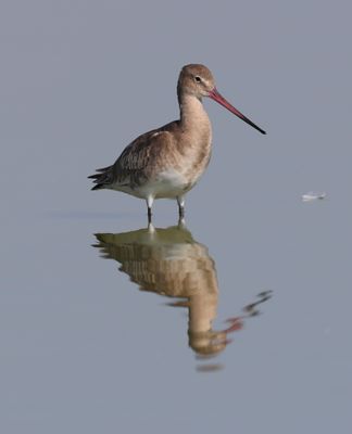Blaick-tailed Godwit (Limosa limosa)