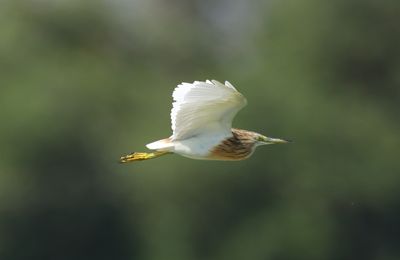 Squacco Heron (Ardeola ralloides)