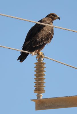 Steppe Eagle (Aquila nipalensis)