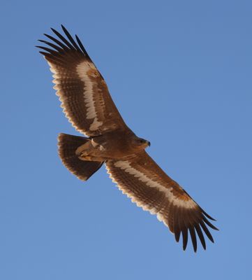 Steppe Eagle (Aquila nipalensis)