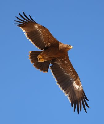 Steppe Eagle (Aquila nipalensis)