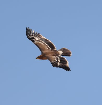Steppe Eagle (Aquila nipalensis)