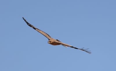 Steppe Eagle (Aquila nipalensis)