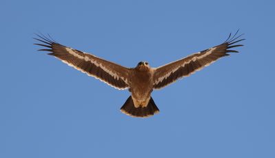 Steppe Eagle (Aquila nipalensis)