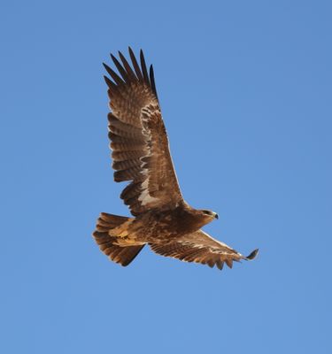 Steppe Eagle (Aquila nipalensis)