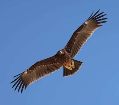 Greater Spotted Eagle (Clanga clanga)