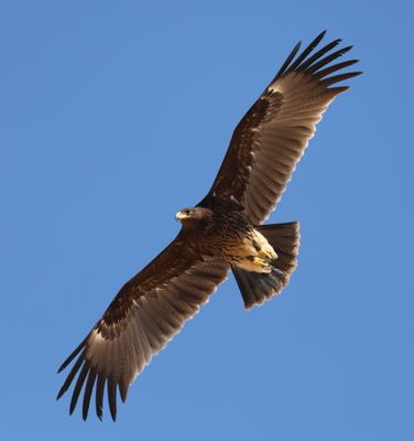 Greater Spotted Eagle (Clanga clanga)