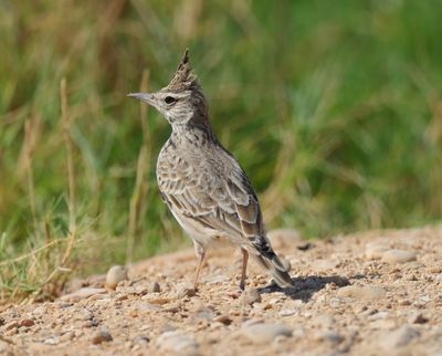 Crested Lark (Galerida cristata)