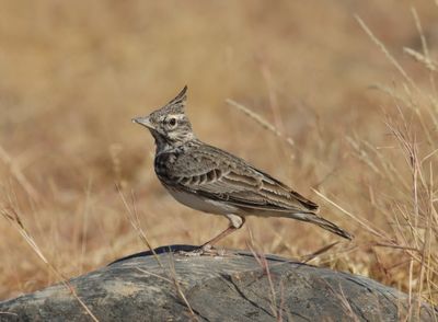 Crested Lark (Galerida cristata)