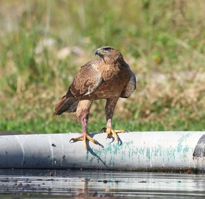 Oman birdwatching around Salalah
