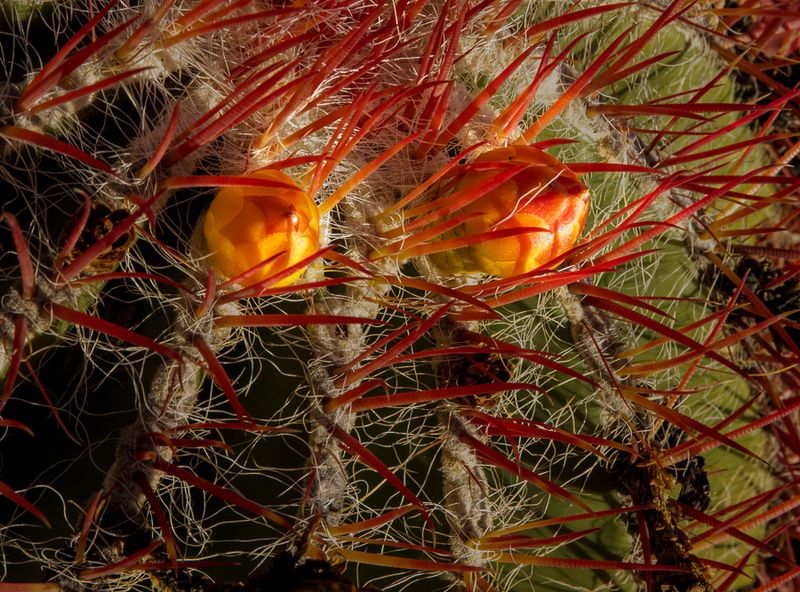 05 Two Protected Cactus Flower Buds
