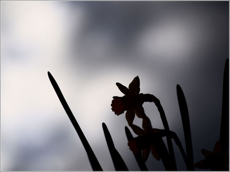 15 High contrast