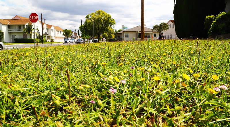 The Actual magnificence of my Front Lawn