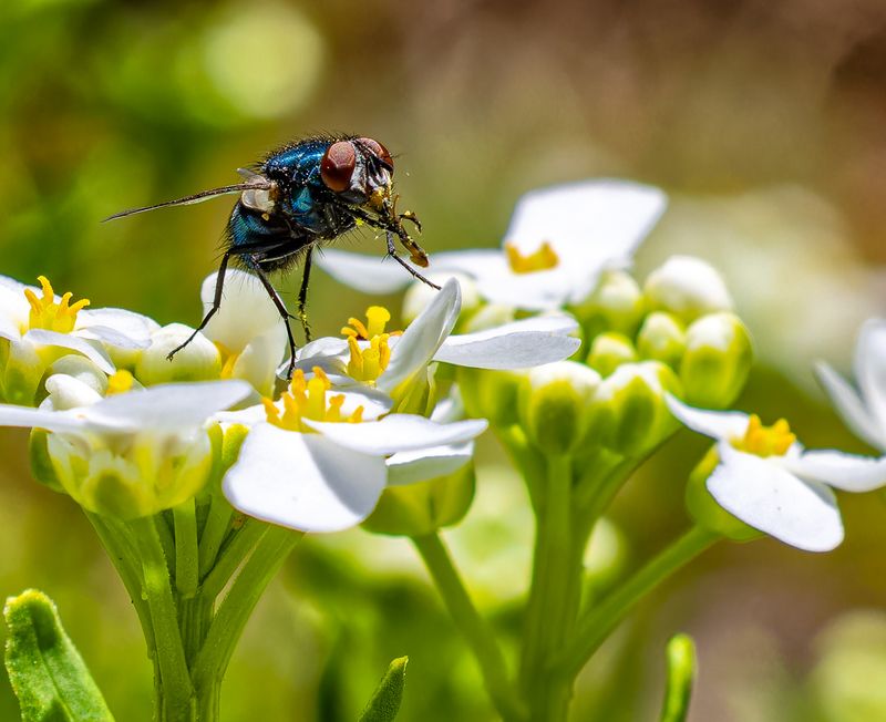 Small Fly feeding