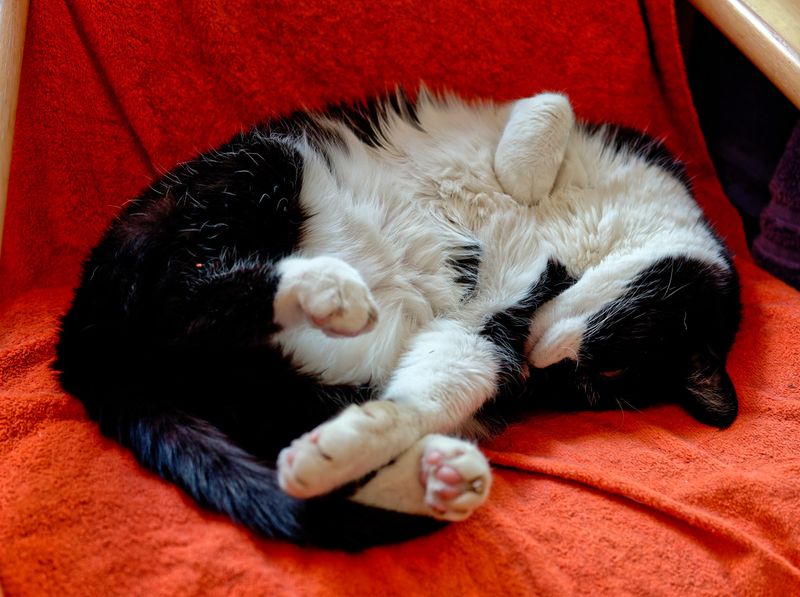 20 So Far Away in Kitty Dreamland