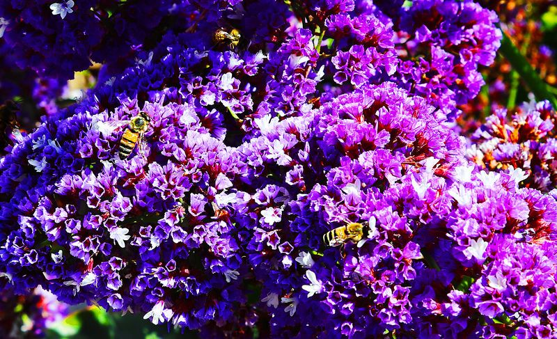 More Bs (Bee Heaven)