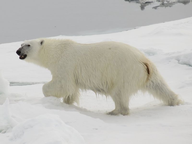 Ice Bear on the Move