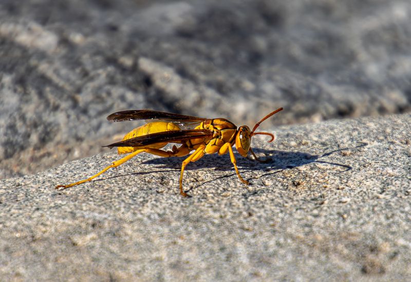05 Paper Wasp Planning