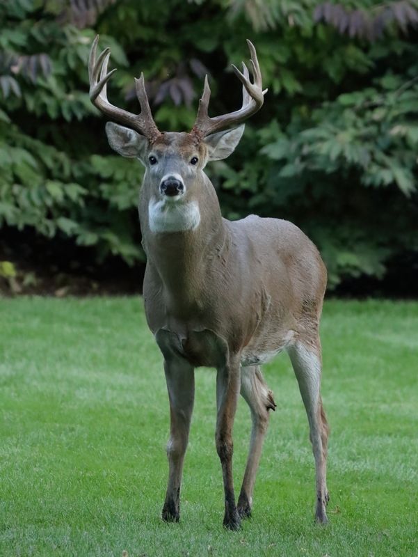 Backyard Deer Returns II