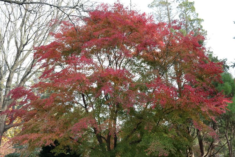 I will hold onto my leaves the longest.