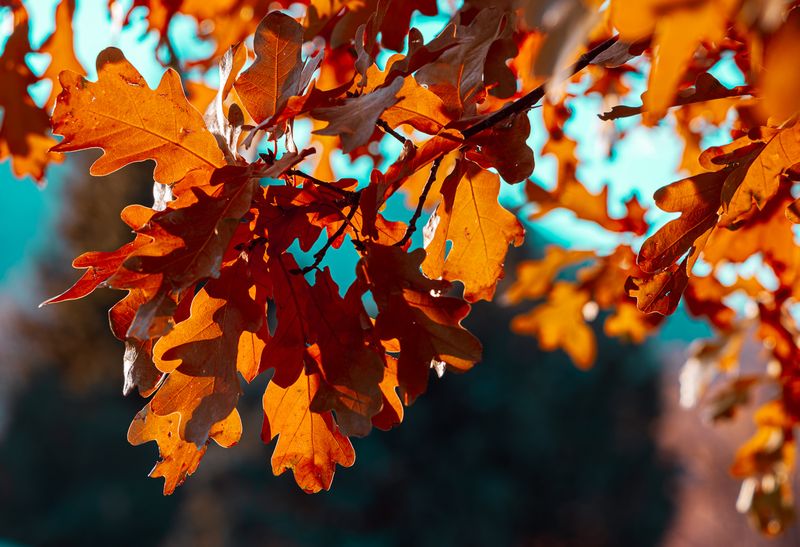 18 Autumn Leaves ready to Fall