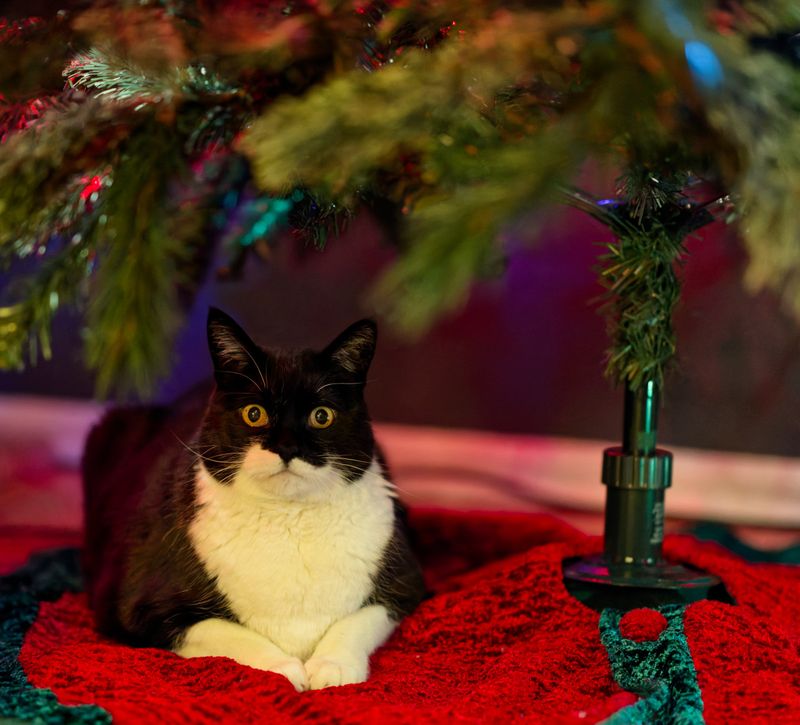 05 A Present Under the Tree