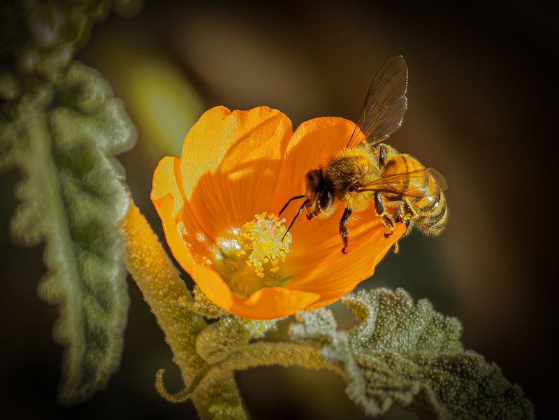 05 Visiting the Globe Mallow