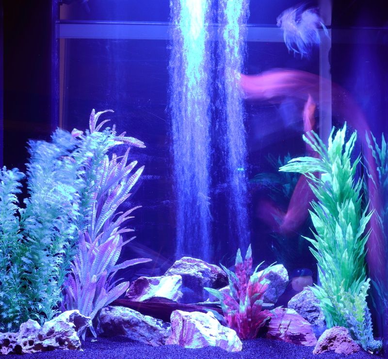 13 Speedish Fish (Pintura de Pescado)