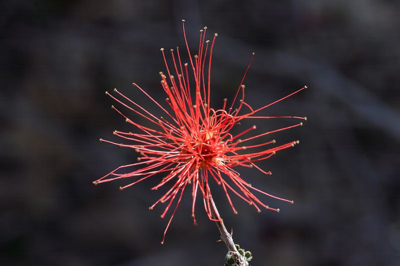 Bottle Brush