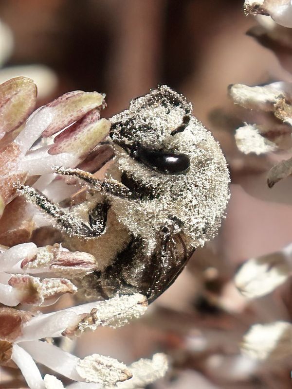 17 Pachysandra Pollen