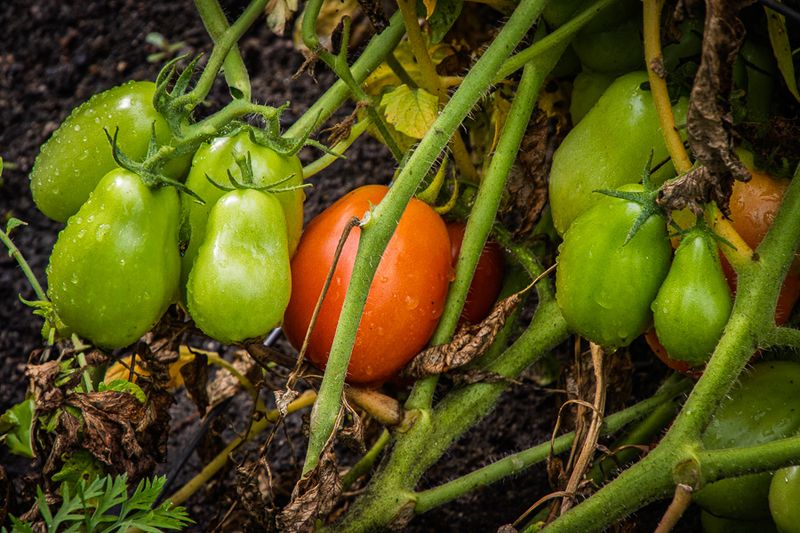 Almost Ripe Tomato