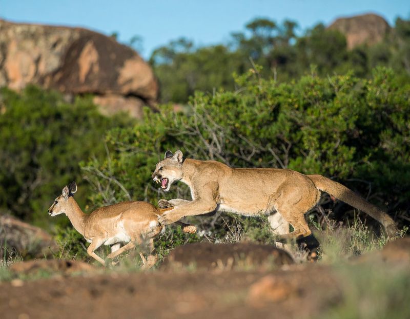 Mountain lion leaping on a white tailed deer 