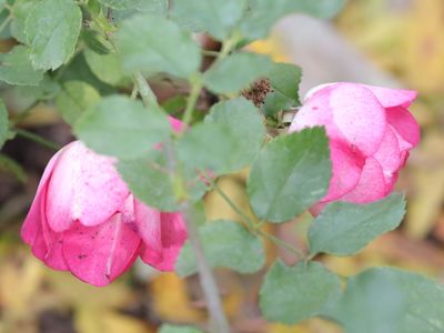 Two Late-Season Roses