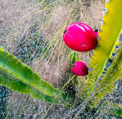 Fruit In the Grass