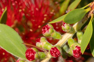 Bottlebrush blooms
