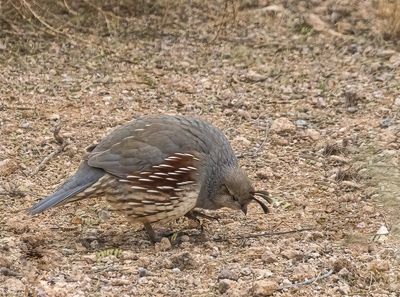 04 Hunting for Seeds to Eat - and Hoping to Find Some