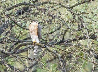 Hawk Waiting for Lunch - Hoping for a Quail