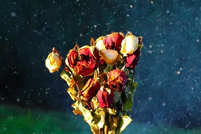 10 Not All of the Sweet Rains of Araby Could Water His Lost Dreams