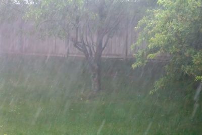 Rain Storm for T.jpg