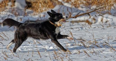 02 I Hope I get to Take this Stick Home!