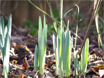 19 Hope of spring (daffodils)